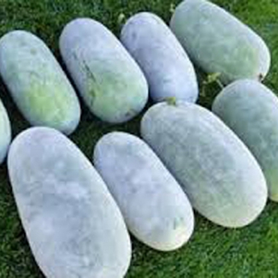 Picture of Wax gourd/chalkumra (rice cucumber seed) seed - 90 pieces intake pack