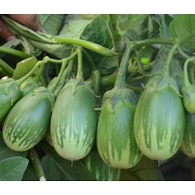 Picture of Green Fast Growing Hybrid Good Looking Purple Purple Eggple-Purple-550 Seeds