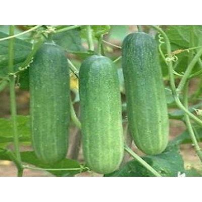 Picture of All Season Cucumber Seed (Bermassi Cucumber Seed) - 20 Pieces Intec Pack