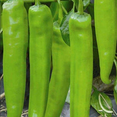 Picture of Spicy large banana green chilli seeds (sow seed) -20 pice