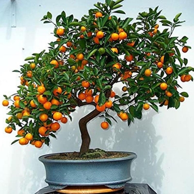 Picture of Orange China Bonsai Seed-10 Piece (Global Seed)