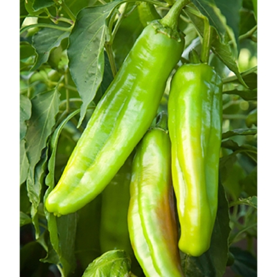 Picture of Spicy large banana green chilli seeds (the seeds of the bundle) -20 pice