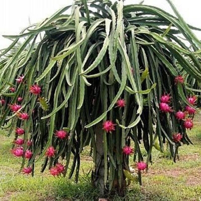 Picture of Sale! 50 PCS Dragon Fruit Bonsai White and Red Pitaya Bonsai for Home Garden Non-Gmo Fruit Bonsai Or 100% Real Potted Plants Seeds