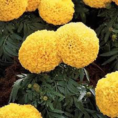 Picture of Mergold Flower Bonsai Seed -100 Piece (Thoca Pile) Global Seeds