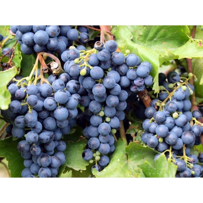 Picture of 20 pieces of very rare round black grapes organic successor fruit natural grape seed pot/terrace for home garden (seeds)