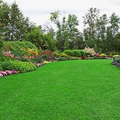 Picture of Lawn Grass (Carpet Grass) Seed/Seed- 200 PCS Seeds