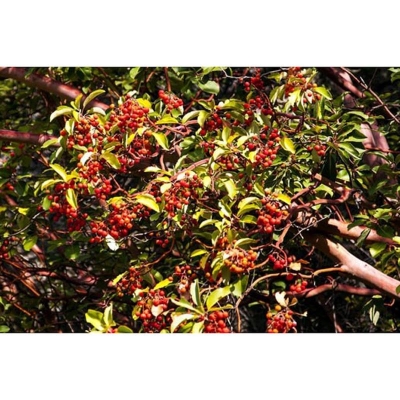 Picture of Blood Chandan Tree seeds 05 Piece (Blood Seed Seed) Global Seeds