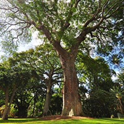 Picture of Chambul Tree Seeds