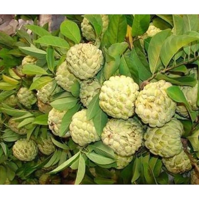 Picture of Sharifa Tree Seeds -10 PCS (Sharifa Tree Biz)