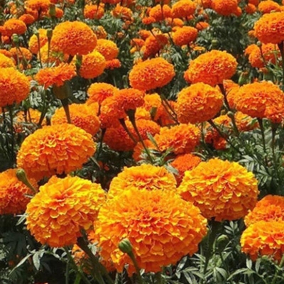 Picture of Mergold Flower Bonsai Seed -100 Piece (Thoca Pile) Global Seeds