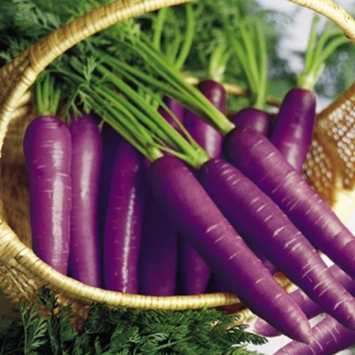 Picture of Carrot purple seeds rare delicious quality (carrot seeds) - 50 pcs