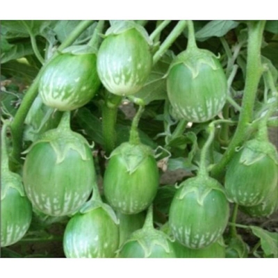 Picture of Hybrid Eggplant Luna Seeds -20pcs/Luna Hybrid Eggplant Seed -20 Pitch