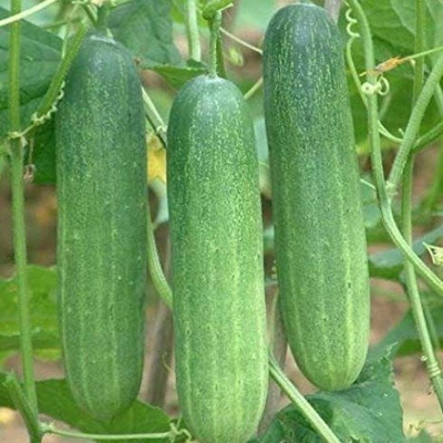 Picture of Hybrid Cucumber Seed Seeds in a very short period of time and delicious -50s
