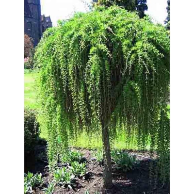 Picture of 10 Peace Global Organic Wiping Tree Seeds