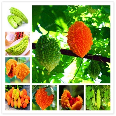 Picture of Gold Bell Bonsai Rare Balasum Peer Pyer Payer Lau Melon Mordica Chartia Vegetable and Fruit for Home Garden-10 Piece Seeds