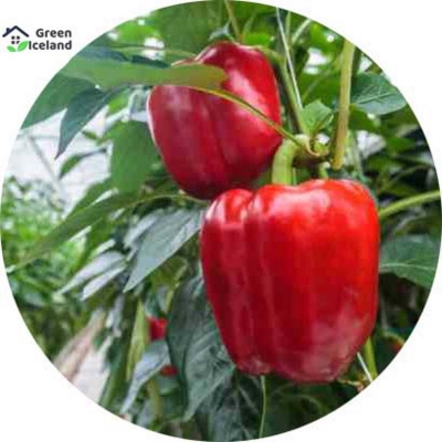 Picture of 10 pc imported red capsicum seeds
