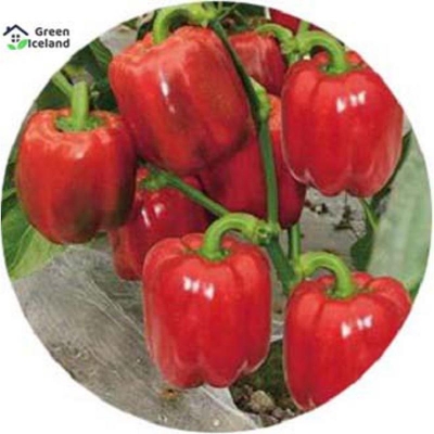 Picture of 10 PCS All Season Red Capsicum Seeds (Red Capsicum Seed)