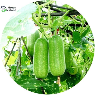 Picture of All seasonal chommer seeds (rice seeds) - 30 pce seeds