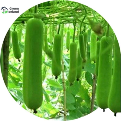 Picture of Long Lau/Lau Seeds of All Season (Long Lau Seed) - 10 Piece Seeds