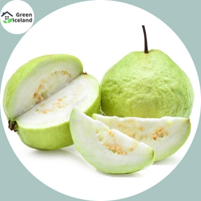 Picture of Rare guava seed-20 pice seeds