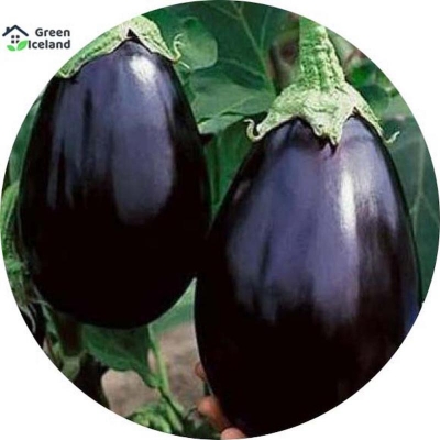 Picture of Black eggplant seed-20 pice seeds