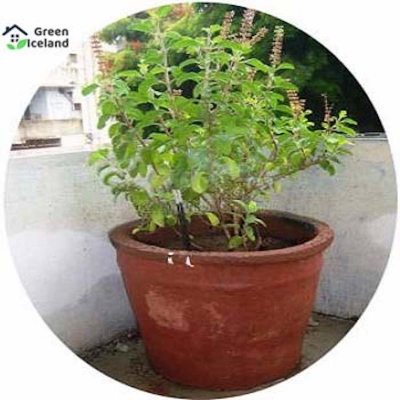 Picture of Global Basil/Tulsi Seed -15 Piece Seeds