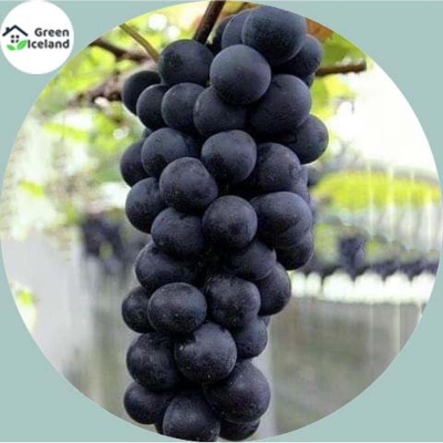 Picture of All seasonal black finger grape seeds (black finger seeds) - 20 pieces seeds