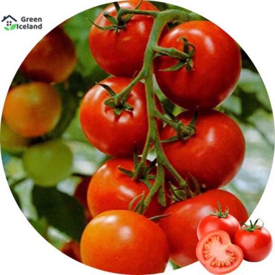 Picture of Global red tomato bonsai seed -30 pice seeds