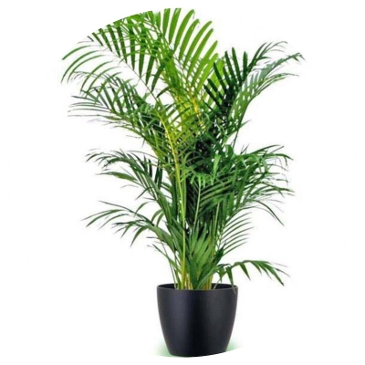 Picture of 5 Piece natural bicycles/lady palm seeds