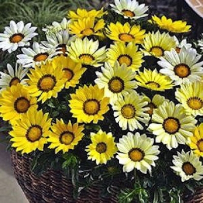 Picture of Seeds of sunflower tree -20 pies (global seeds)