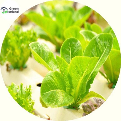 Picture of Global imported lettuce seed -100 pc seeds