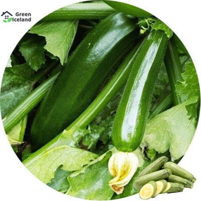 Picture of 10 Piece Zucchii Squash Seed -10 Piece Seed (Global Seed)