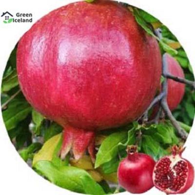 Picture of Global Vedana Fruit Bonsai Seed (Bedana Seed)- 20 Piece Seeds