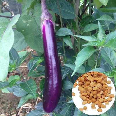 Picture of Global long eggplant seeds (tall eggplant seeds) - 10 pieces seeds