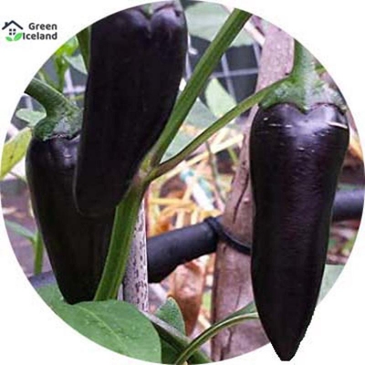 Picture of Spicy black pepper seeds (black pepper seeds) - 20 pieces seeds