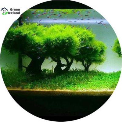 Picture of The rare moss of the grass of the acistic tree is the seeds of water-50 pc seeds