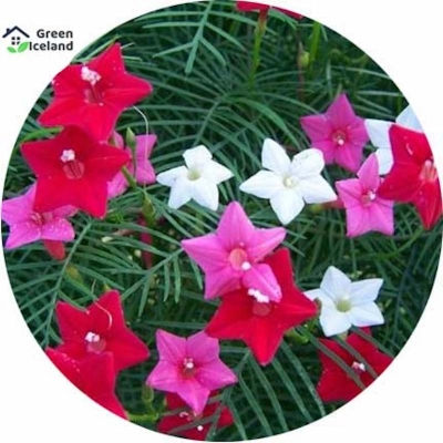 Picture of Cunjo Flower Seed -20 Piece Seed (imported global seeds)