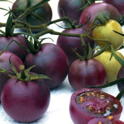 Picture of Black cherry tomatoes rare sweet fruit vegetable organic nutrient-30 pice seeds