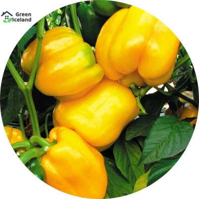 Picture of 10 Piece Seeds of different color capsicum of all seasons (capsicum seeds)