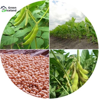 Picture of 30 Piece Global Soybean Tree Seeds (Sabin Seeds)