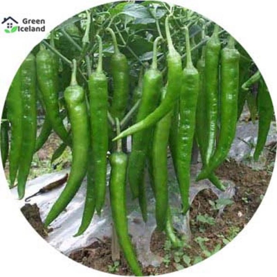 Picture of All season green pepper seeds (chilli seeds) -10 pce seeds