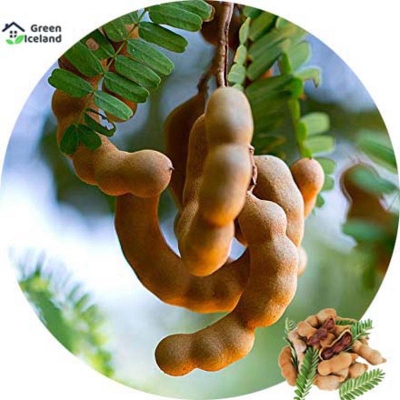 Picture of 5 Piece Sweet Sweet Fruit Fruit Bonsai Seeds (Sweet Butter Seeds) - 5 Piece Seeds