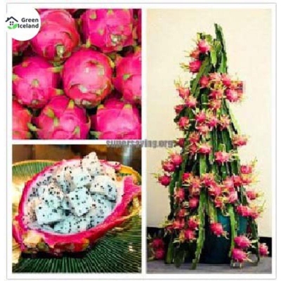 Picture of Global Dragon Pittaya Fruit Seed-10 Peace Seeds