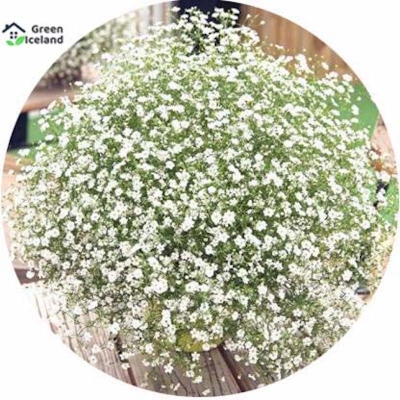 Picture of Natural Gypsy Flower Seeds (Zipsi Flower Seed) - 50 PCS Seeds