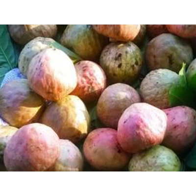 Picture of Ata seed seed-10 pc