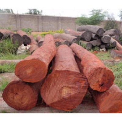 Picture of Blood Chandan Tree seeds 05 Piece (Blood Seed Seed) Global Seeds