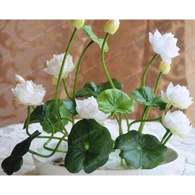 Picture of 5 pistas seeds aquatic flower pots padma bowl Padma seed botanical garden