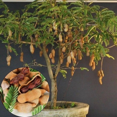 Picture of Bonsai sweet peanut seed-seed-10 peses (sweet pepper seeds) global seeds