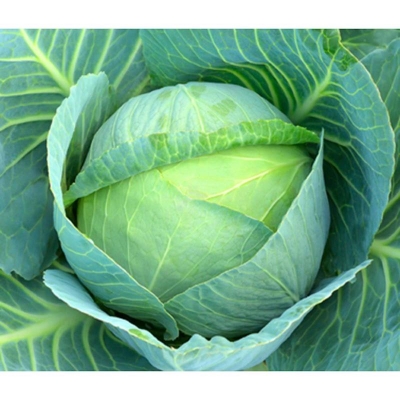 Picture of Cabbage Seeds -50 Pieces (Patakpi Seed -1 Peach)