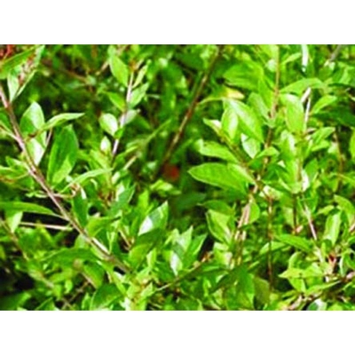 Picture of Mehendi Bonsai Tree Seeds -50 PCS (Seeds of Mehdi Tree)